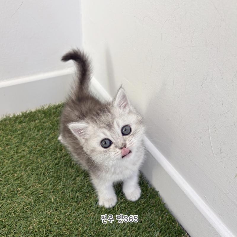 브리티쉬숏헤어 (후추)