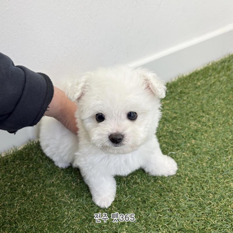 미니비숑프리제 (모야)